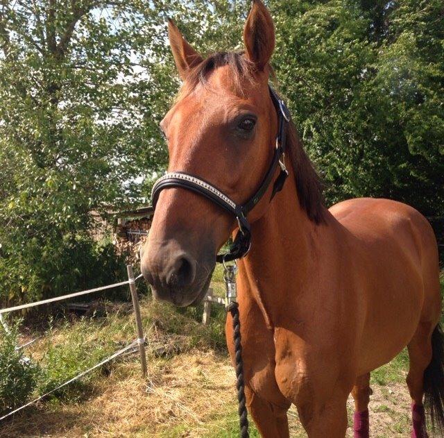 Traver Famous Skovbjerg billede 4