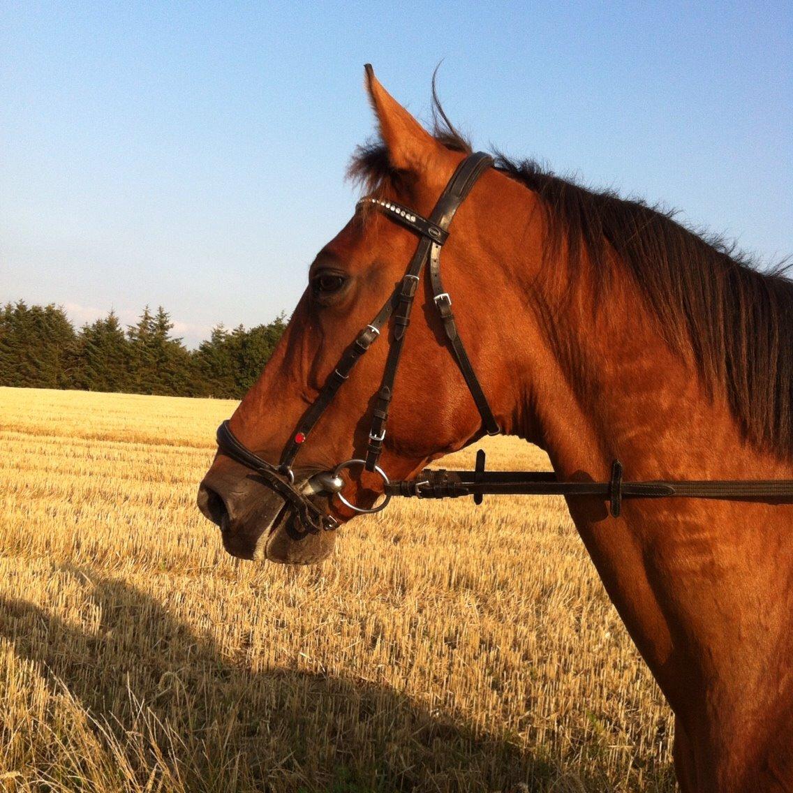 Traver Famous Skovbjerg billede 2