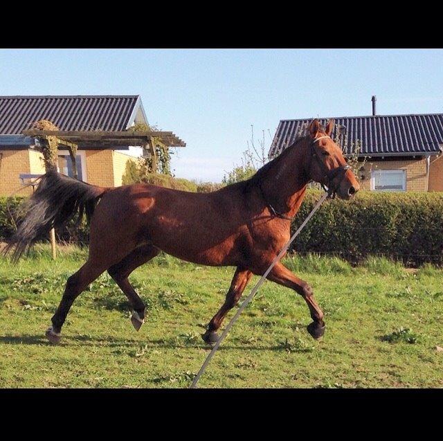 Traver Famous Skovbjerg billede 3