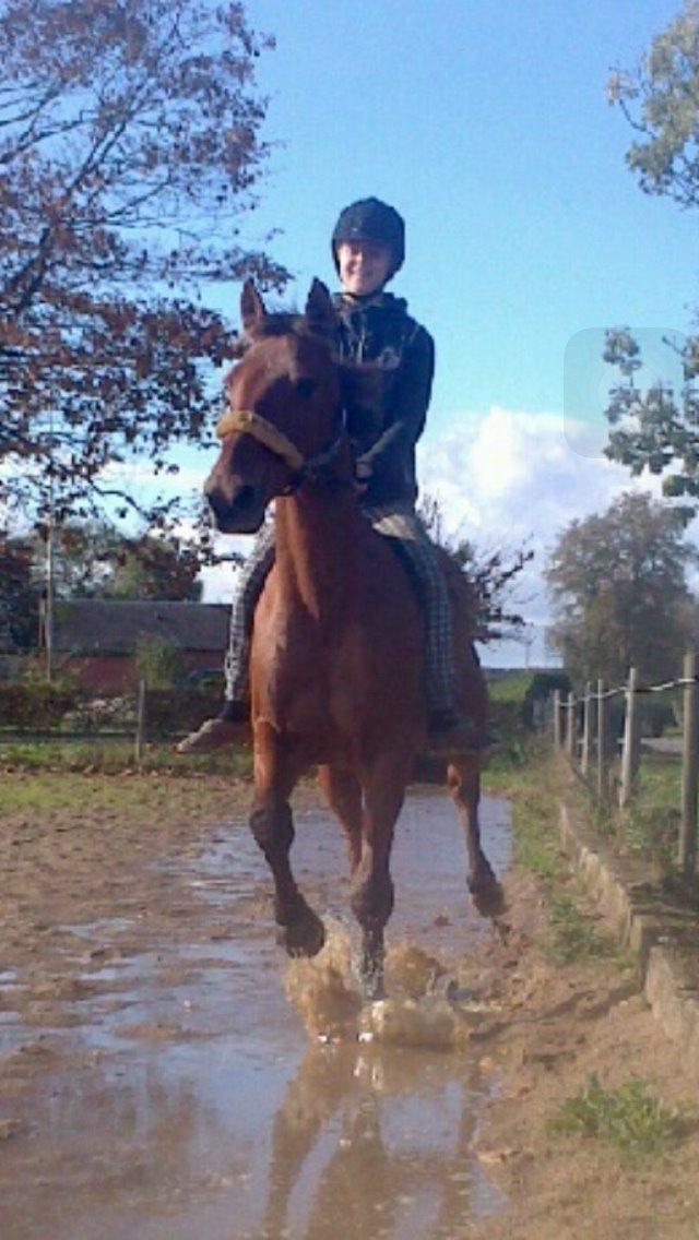 Traver Famous Skovbjerg billede 8