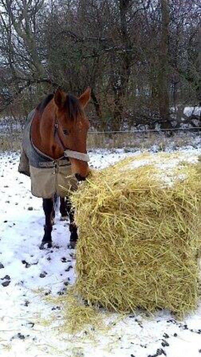 Traver Famous Skovbjerg billede 19