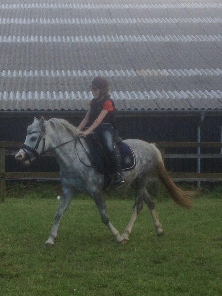 Welsh Pony (sec B) Felix. SOLGT. billede 1