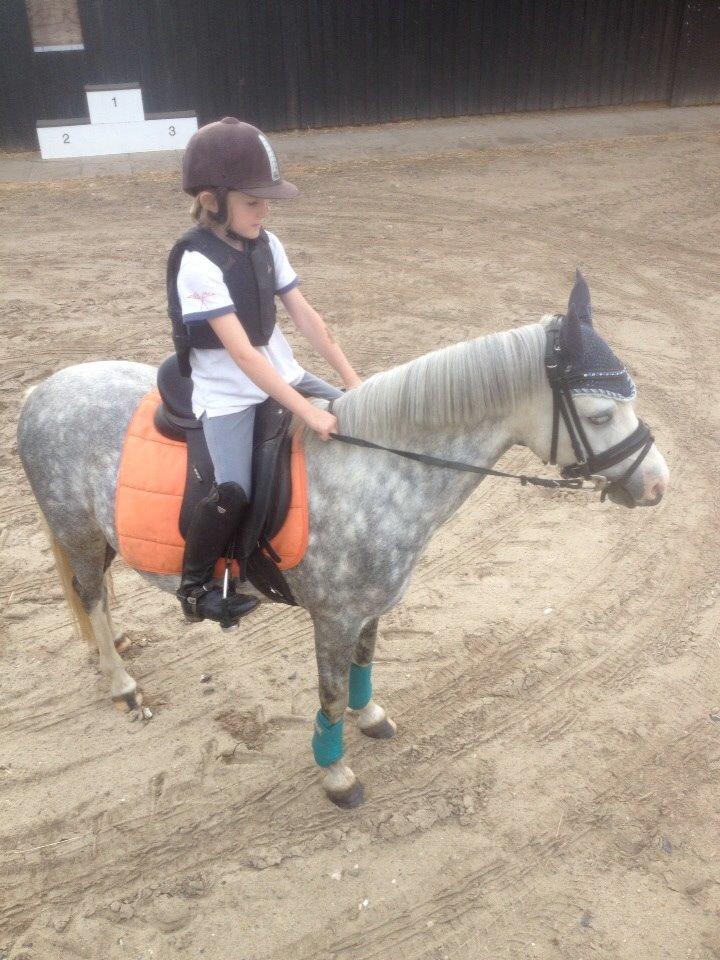 Welsh Pony (sec B) Felix. SOLGT. billede 3