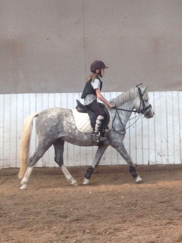 Welsh Pony (sec B) Felix. SOLGT. billede 5