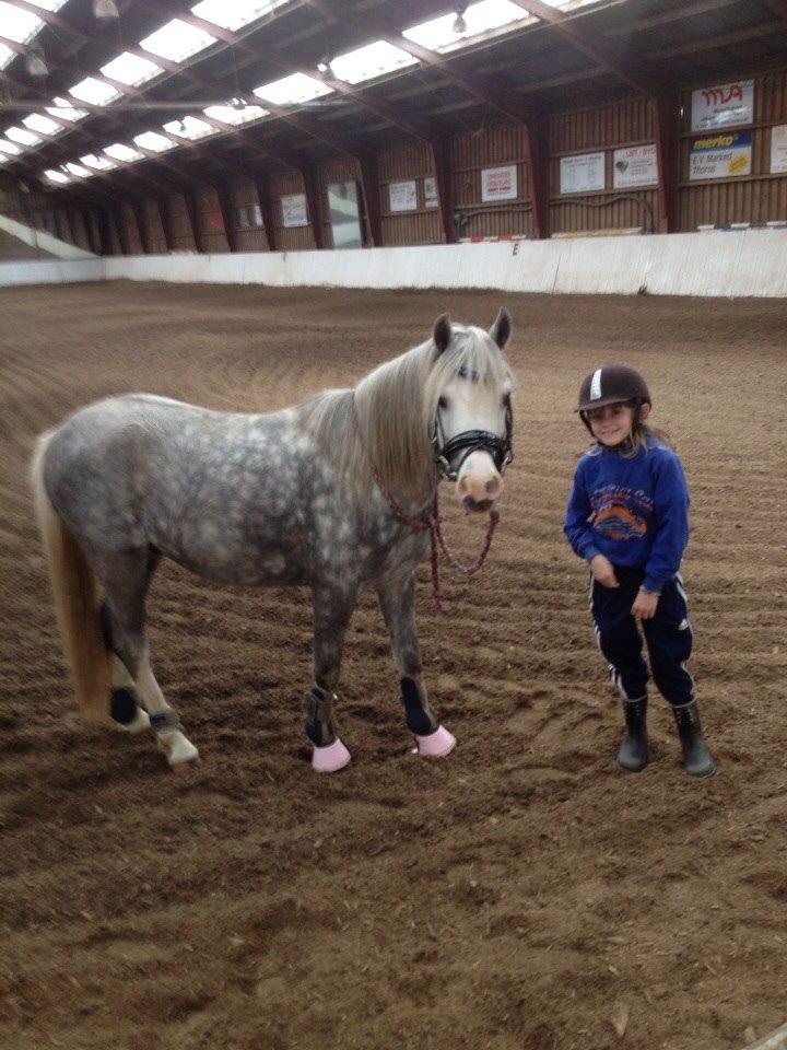 Welsh Pony (sec B) Felix. SOLGT. billede 6