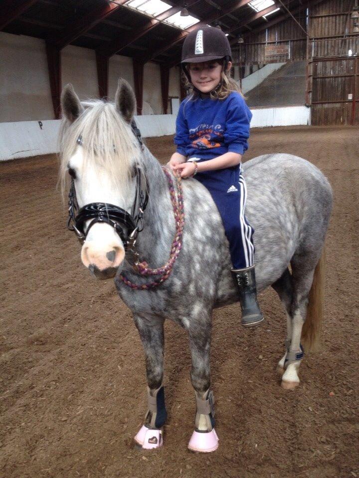 Welsh Pony (sec B) Felix. SOLGT. billede 7