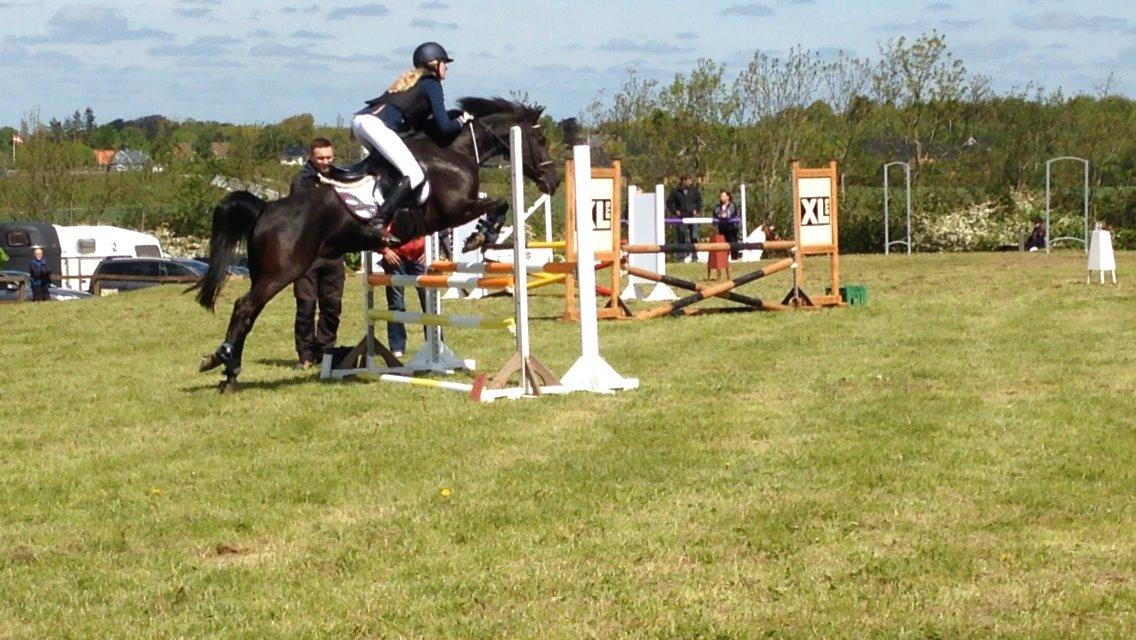 New Forest Egeballes Timian billede 3