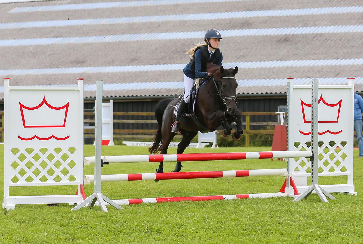 New Forest Egeballes Timian billede 6