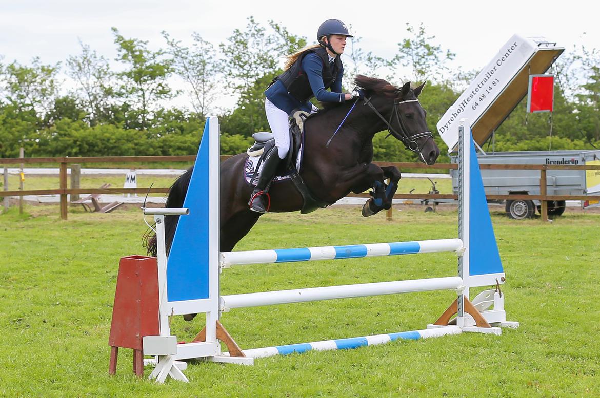 New Forest Egeballes Timian billede 23