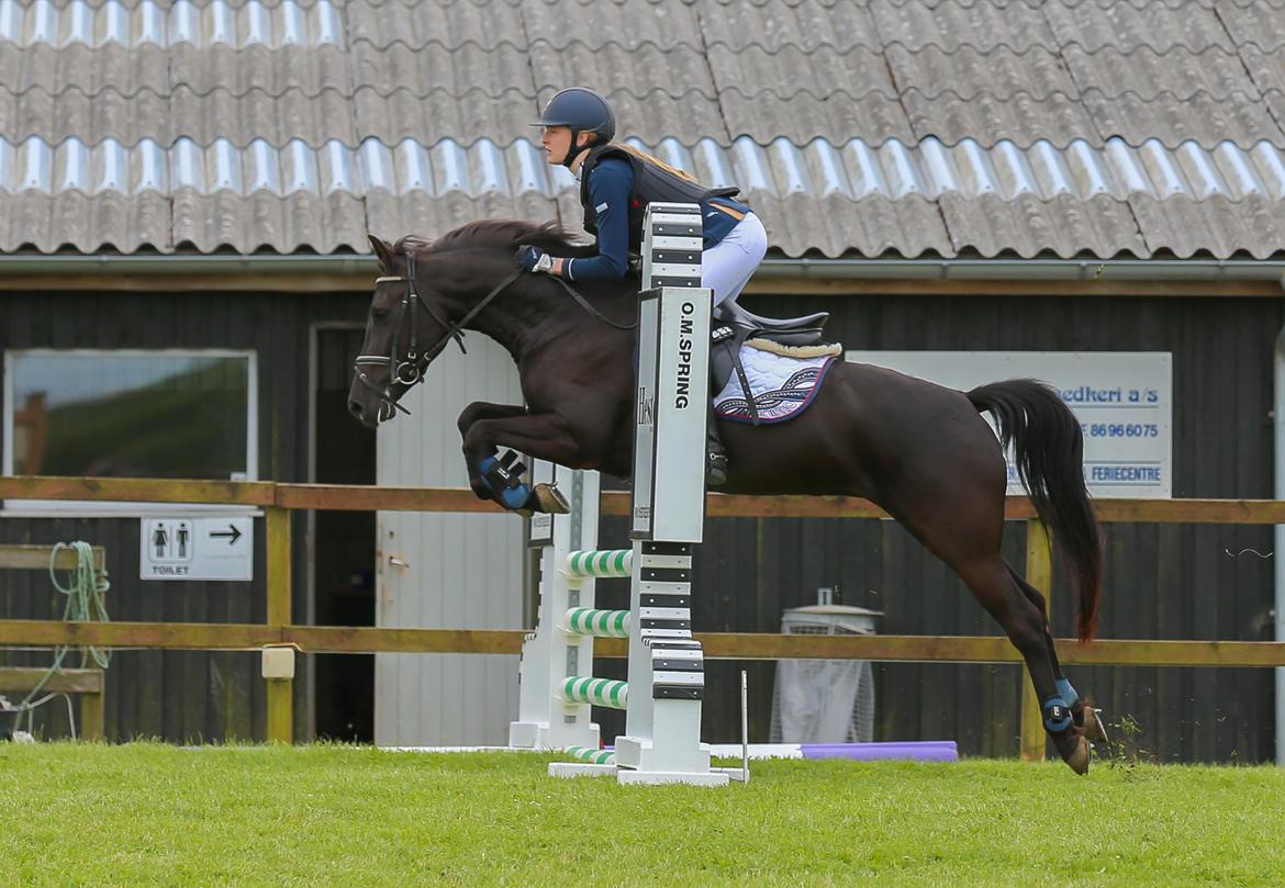 New Forest Egeballes Timian billede 21