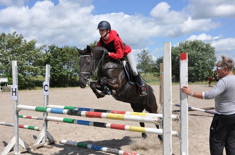 New Forest Egeballes Timian billede 5