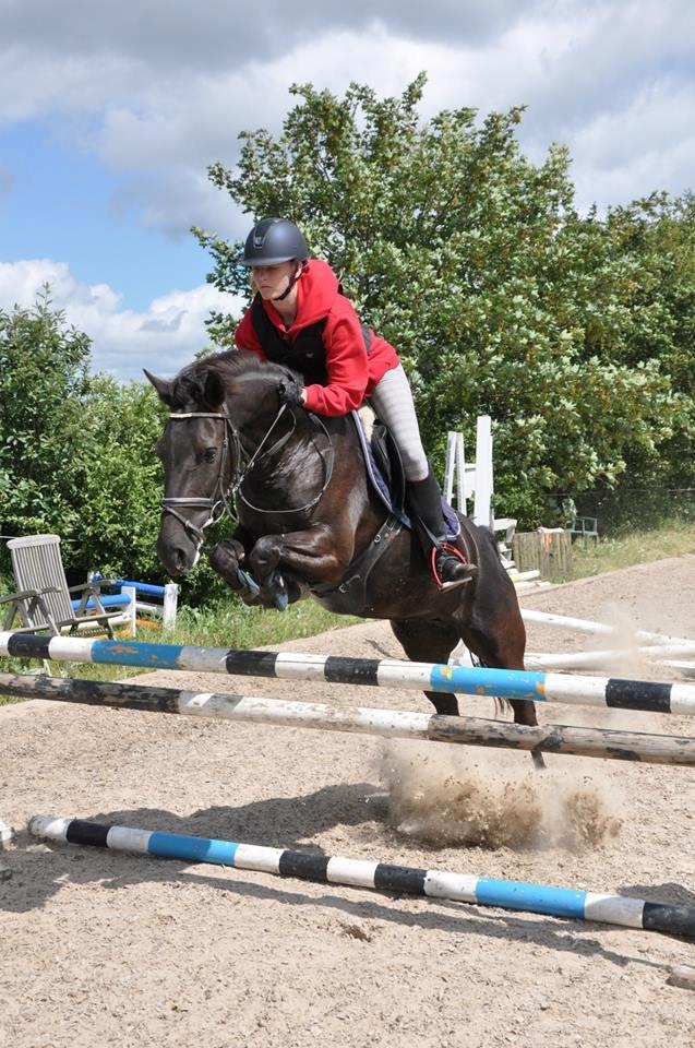 New Forest Egeballes Timian billede 11