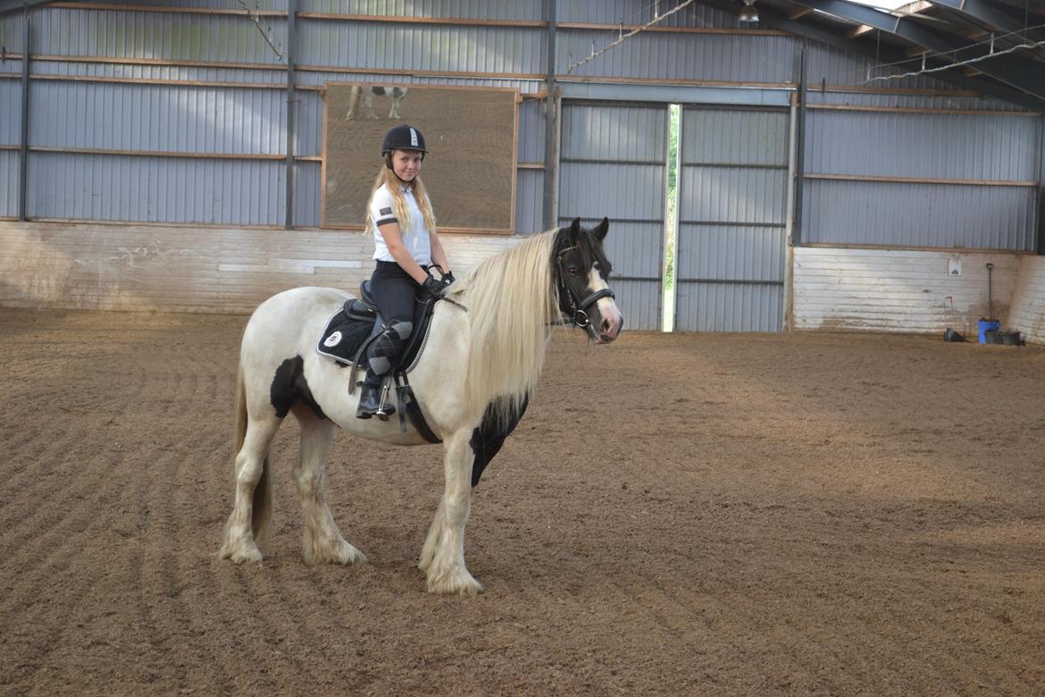 Tinker Sir Archibald af Østerbygaard billede 12