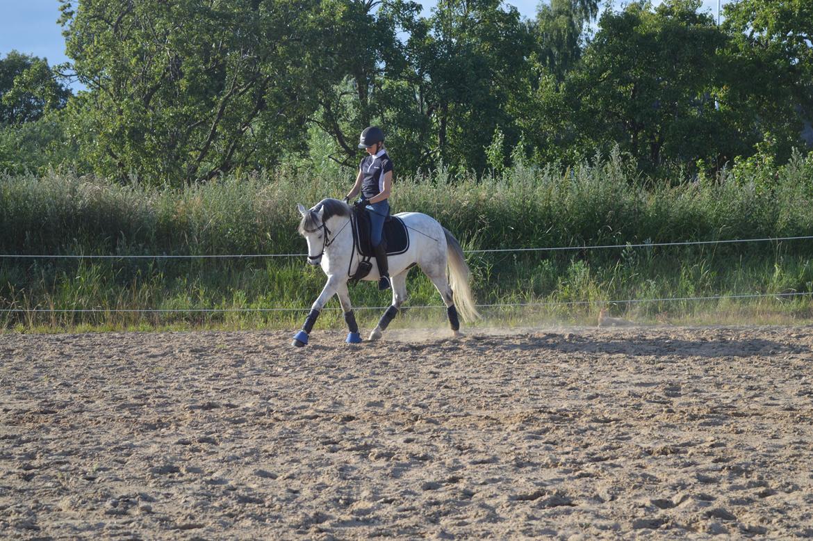 DSP Jean Le'Penn A PONY  billede 19