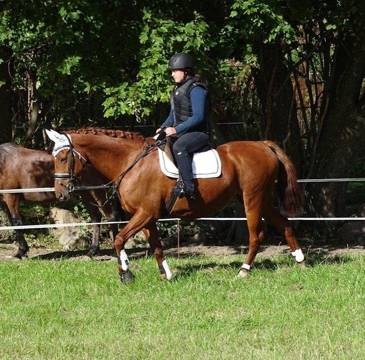 Fuldblod (XX) Jasmin - stald løgtved 19/9-15 billede 2