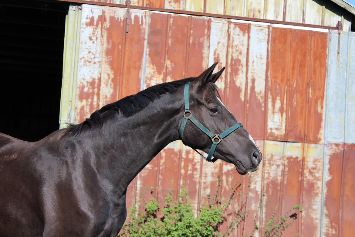 Dansk Varmblod Søballegårds prinz unique billede 4