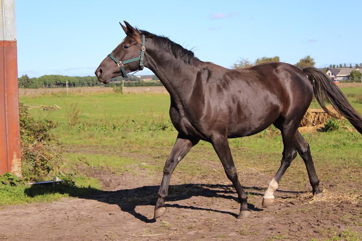 Dansk Varmblod Søballegårds prinz unique billede 7