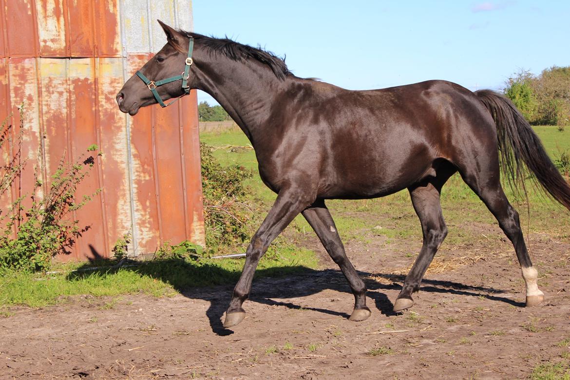 Dansk Varmblod Søballegårds prinz unique billede 10