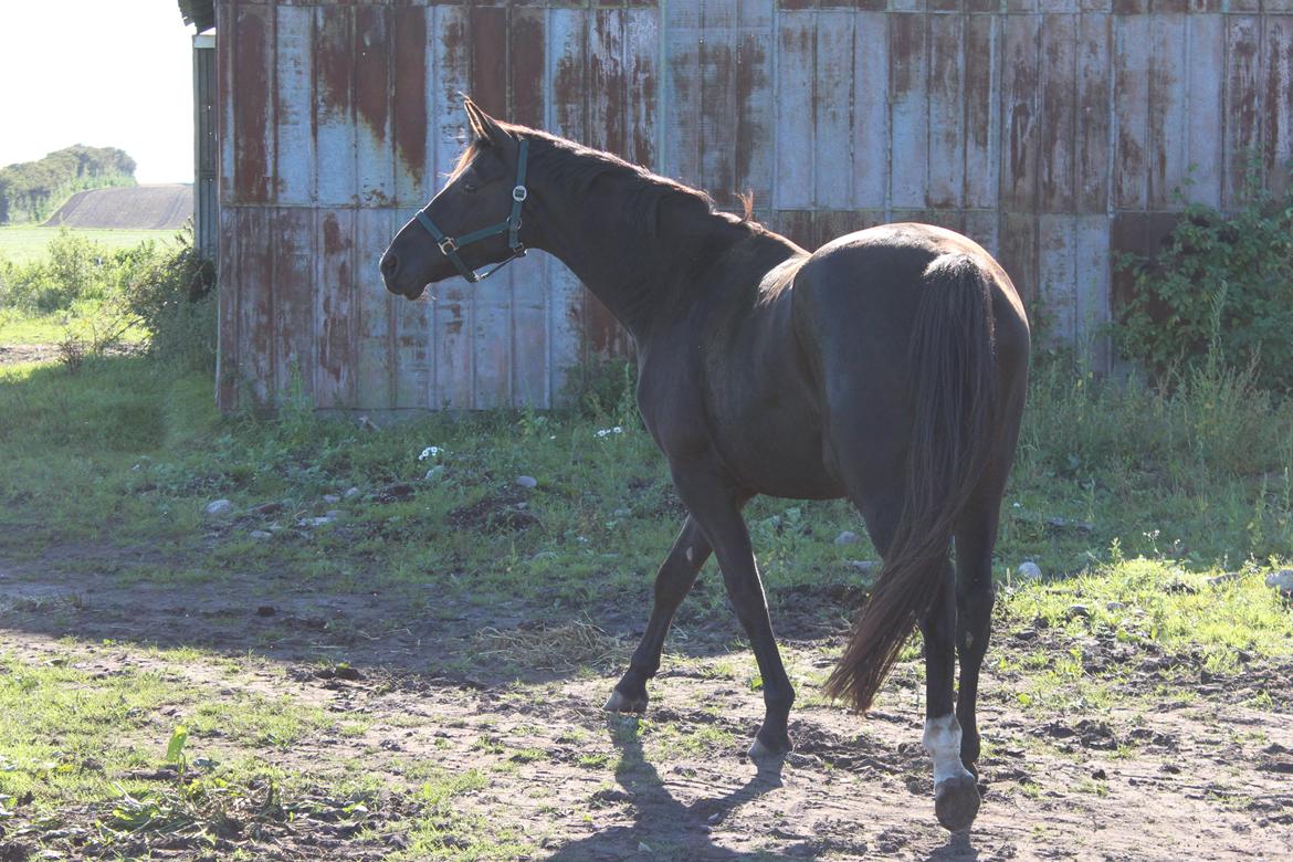 Dansk Varmblod Søballegårds prinz unique billede 6