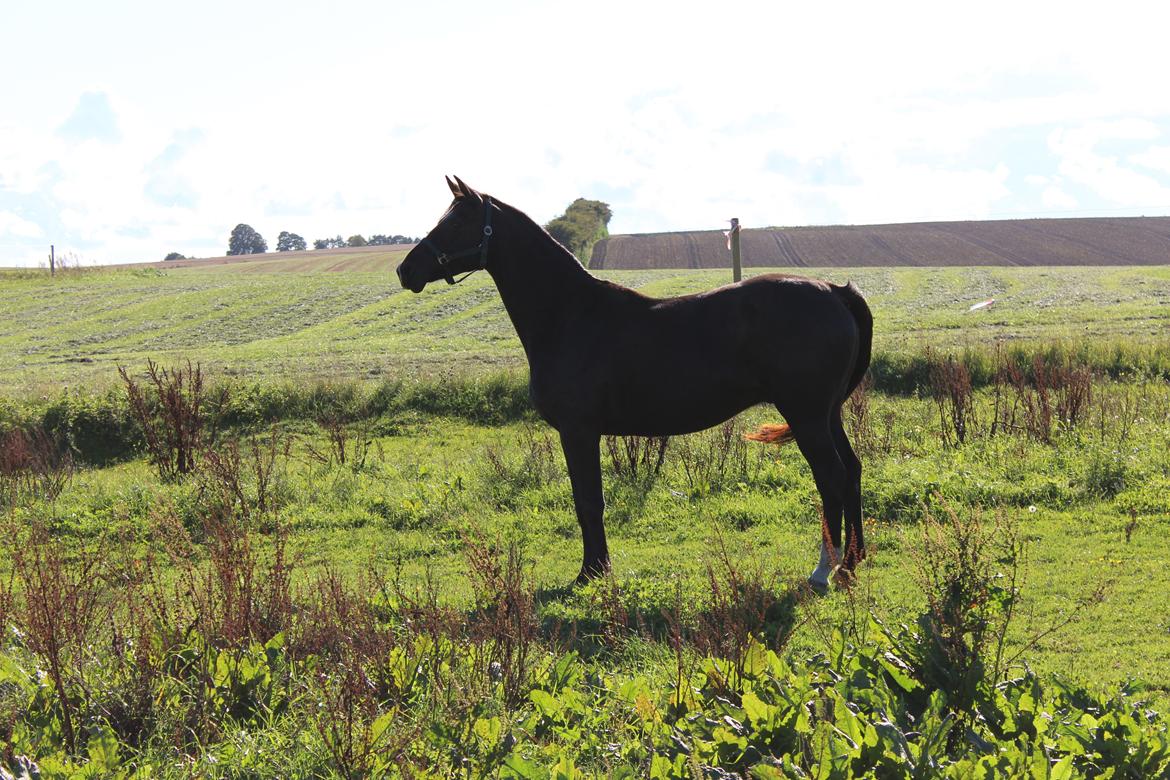 Dansk Varmblod Søballegårds prinz unique billede 15