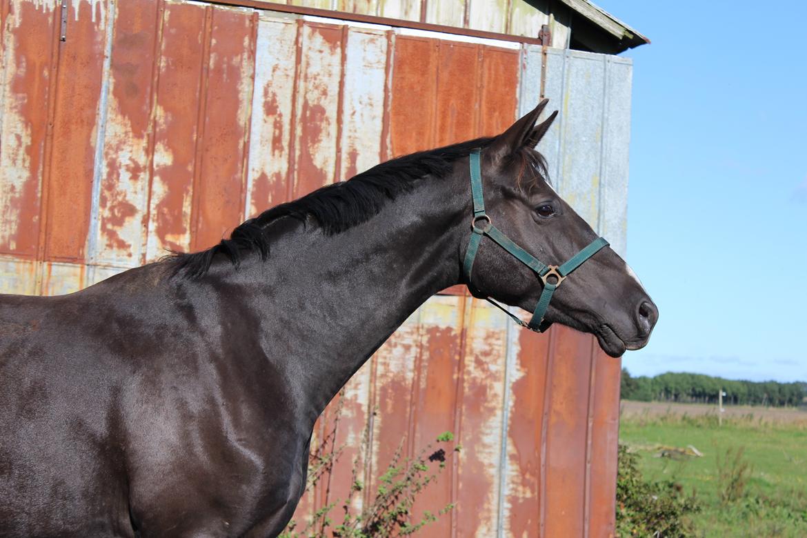 Dansk Varmblod Søballegårds prinz unique billede 17