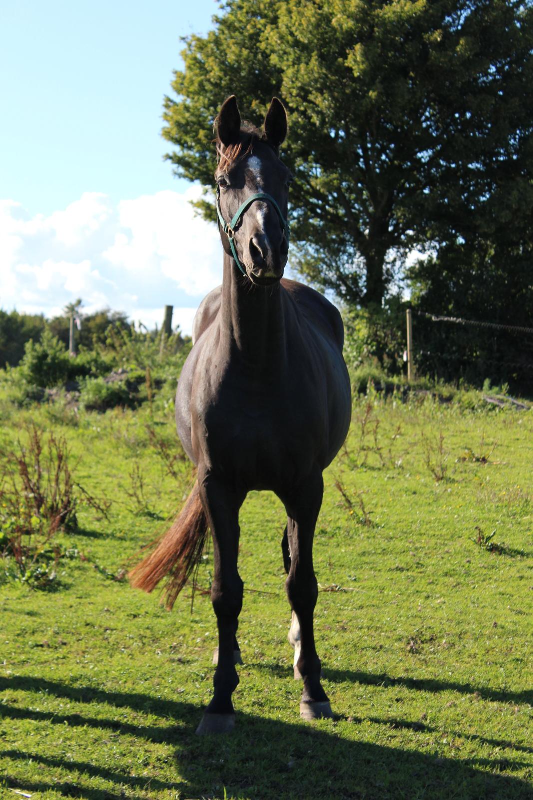 Dansk Varmblod Søballegårds prinz unique billede 5