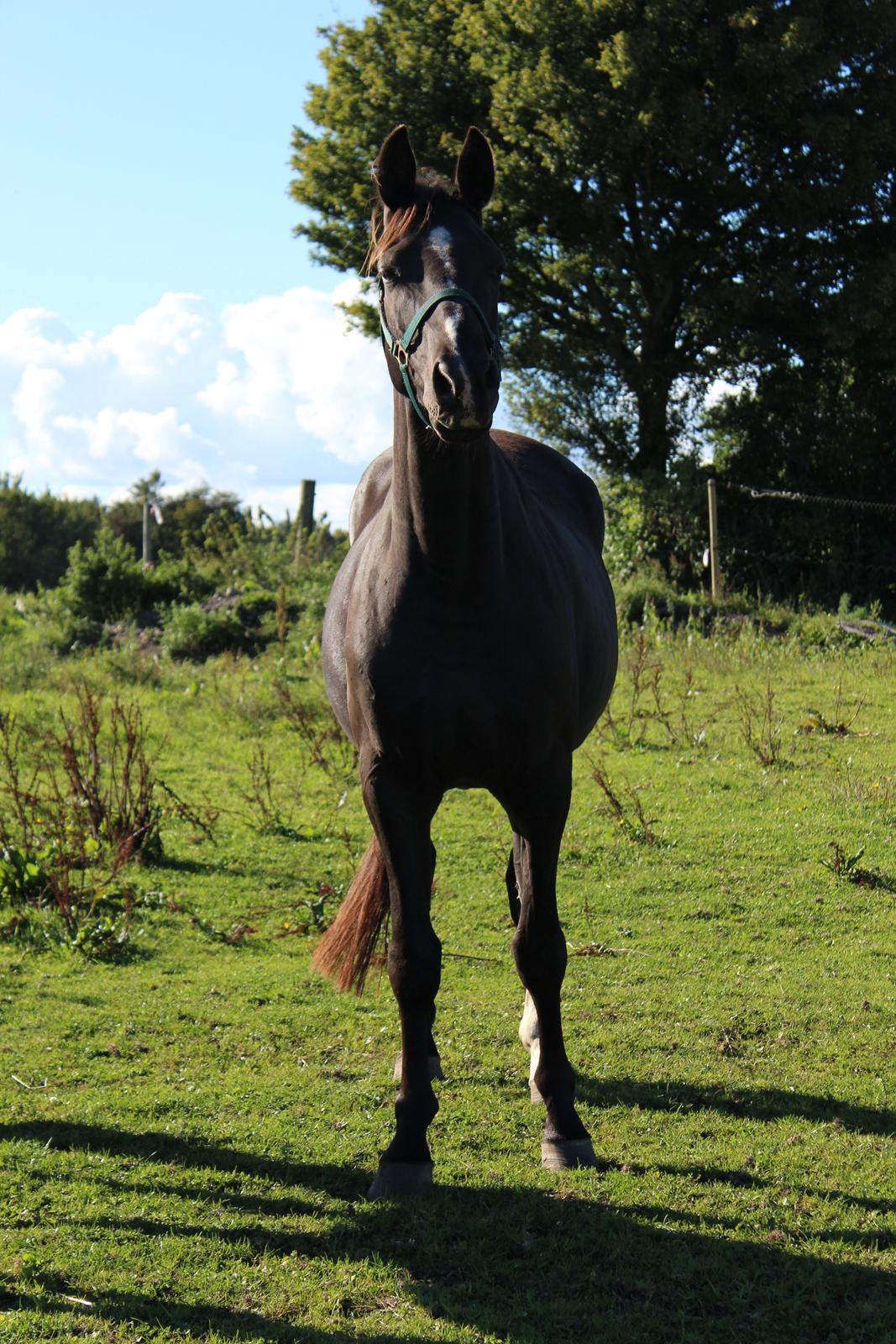 Dansk Varmblod Søballegårds prinz unique billede 16