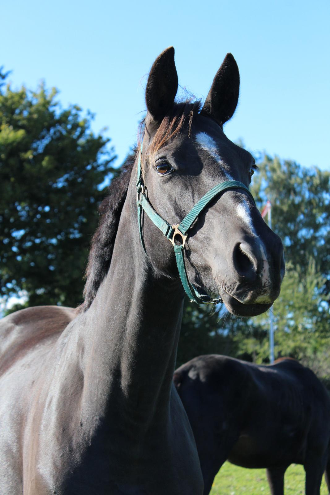 Dansk Varmblod Søballegårds prinz unique billede 18