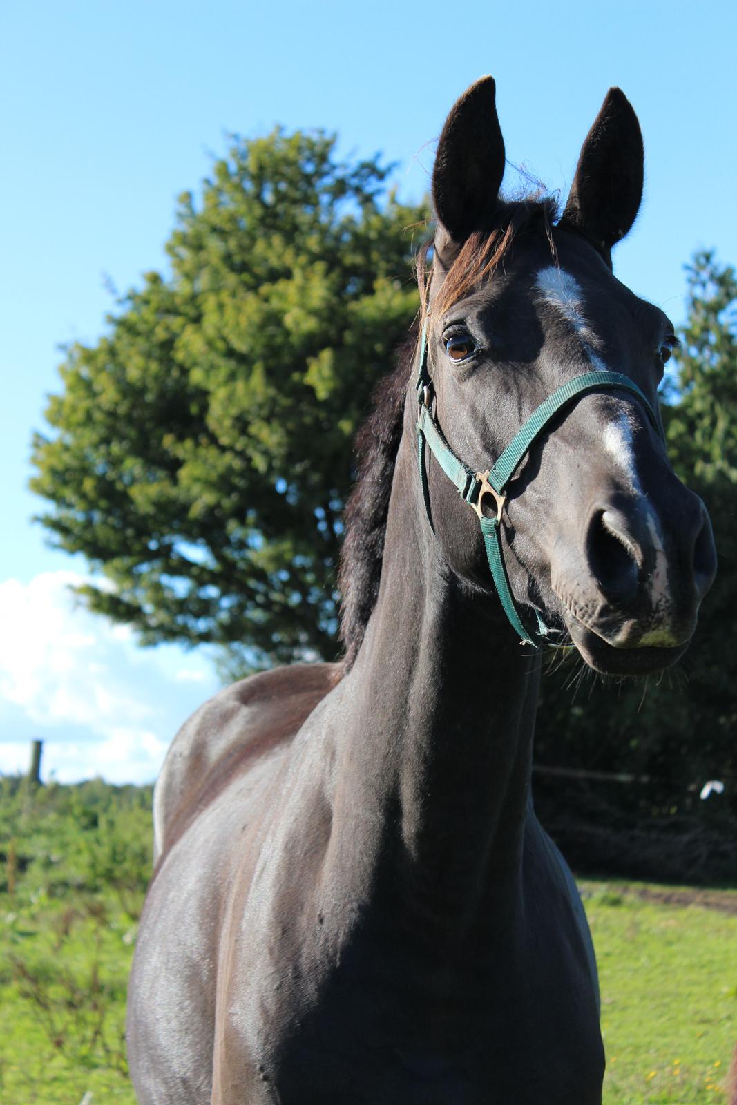 Dansk Varmblod Søballegårds prinz unique billede 19