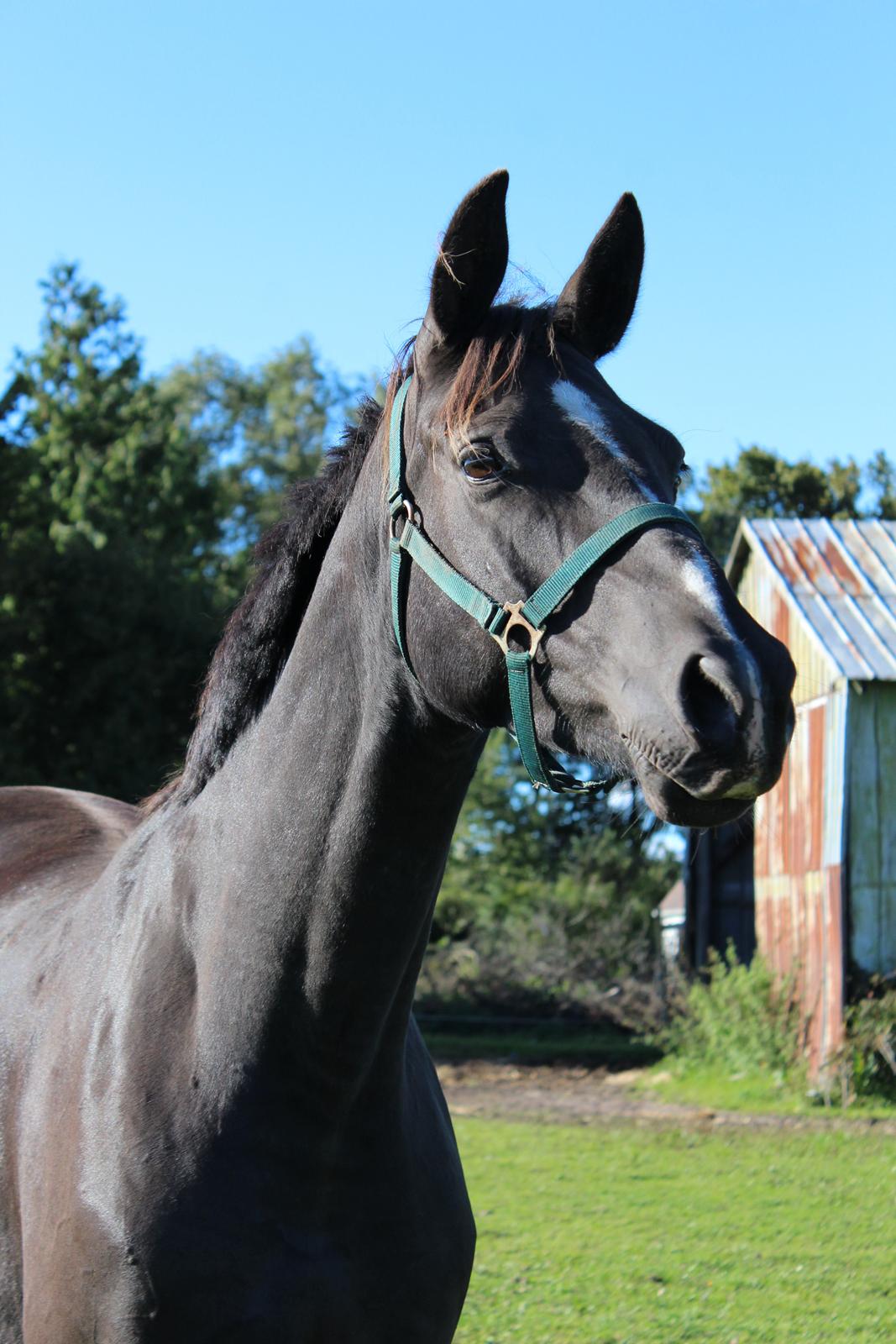 Dansk Varmblod Søballegårds prinz unique billede 3