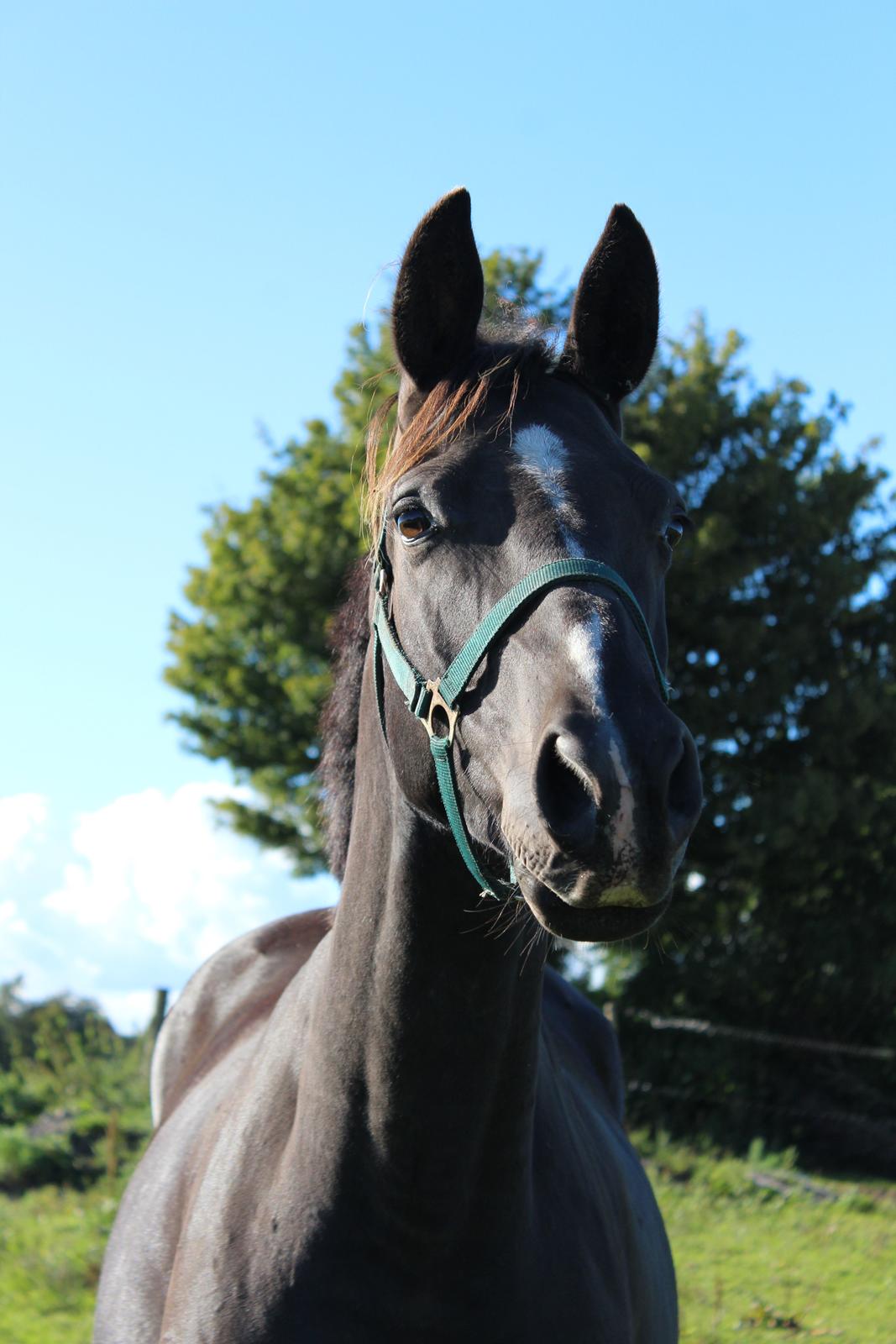 Dansk Varmblod Søballegårds prinz unique billede 2
