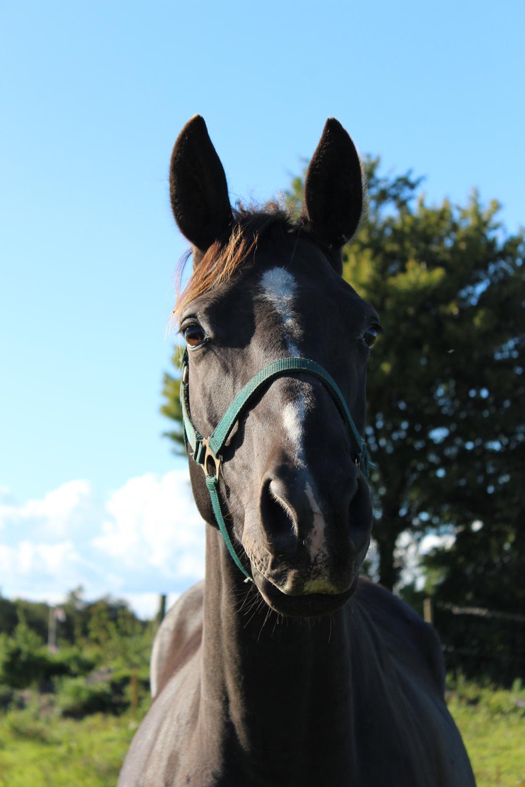 Dansk Varmblod Søballegårds prinz unique billede 9