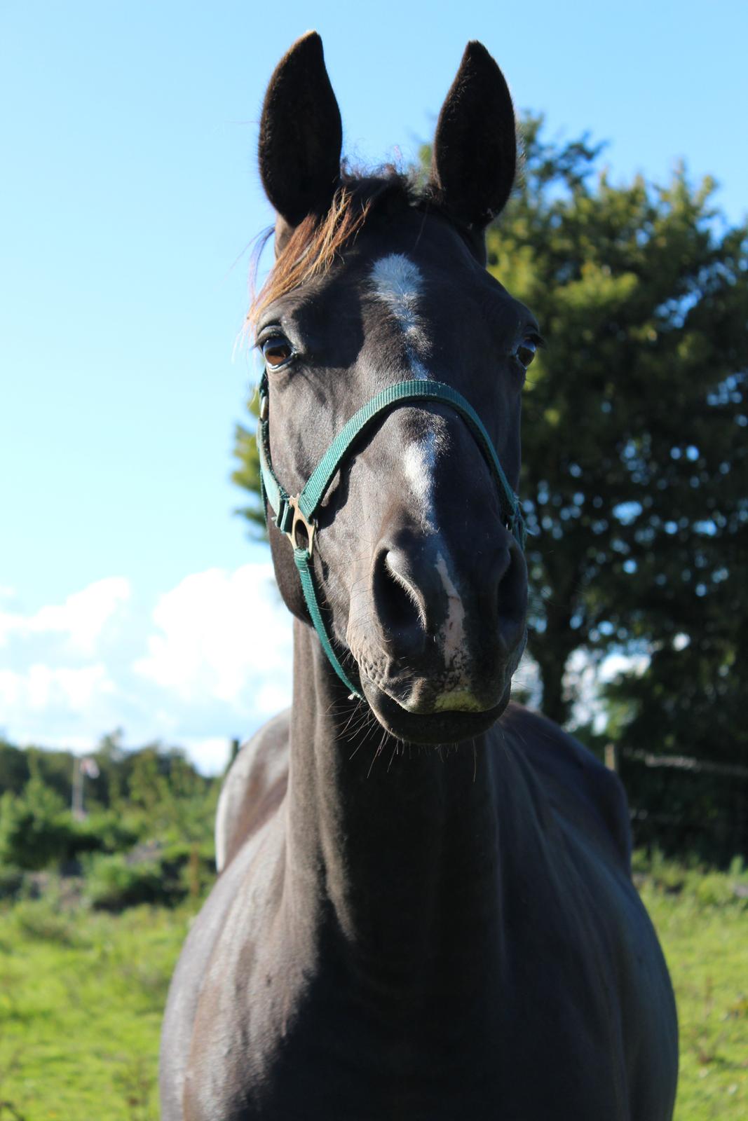 Dansk Varmblod Søballegårds prinz unique billede 8