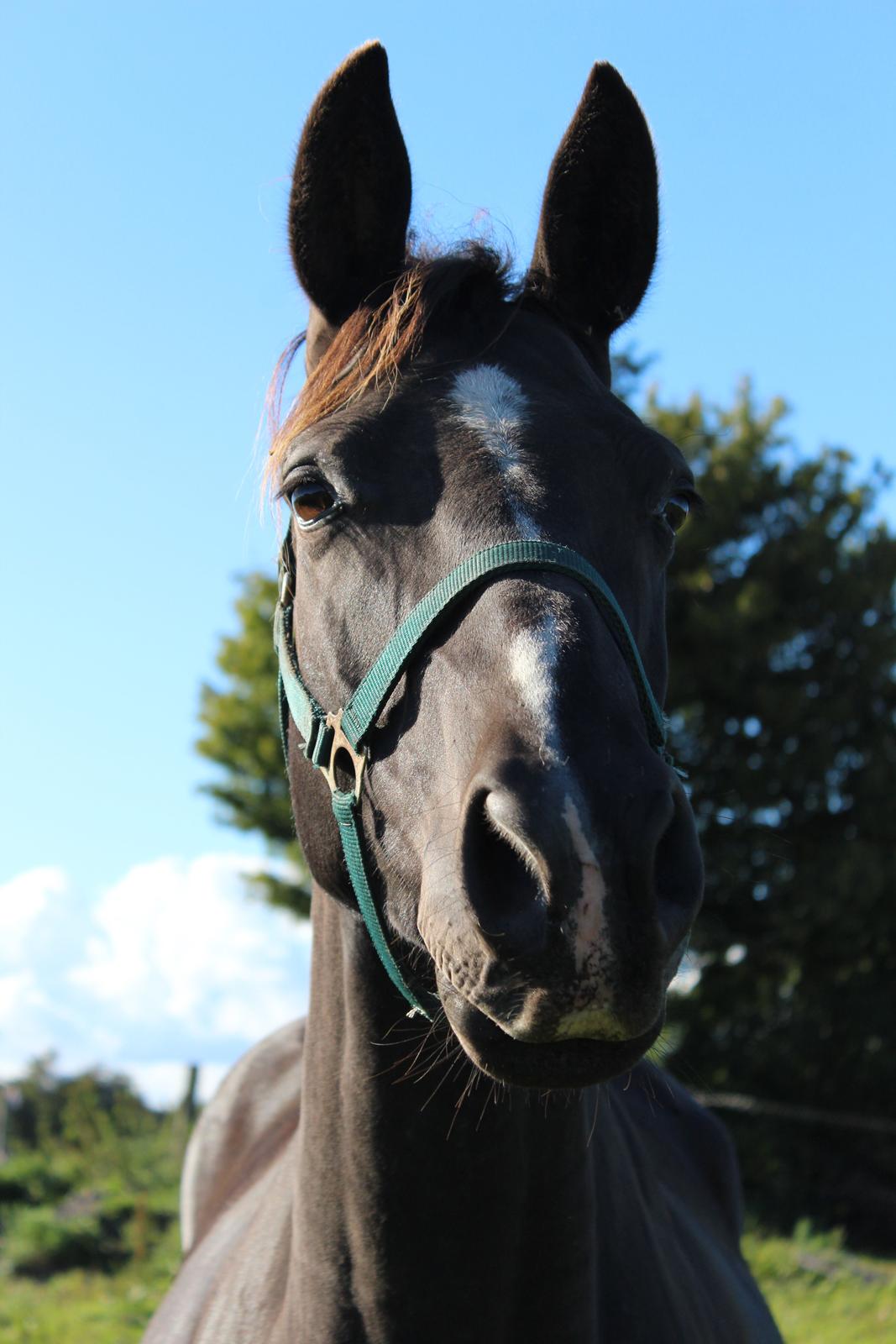 Dansk Varmblod Søballegårds prinz unique billede 20