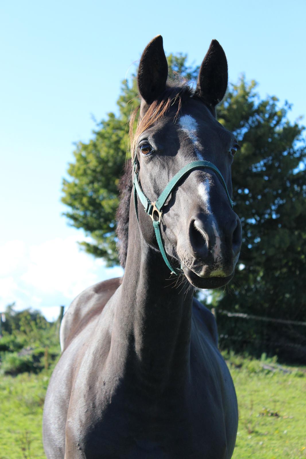 Dansk Varmblod Søballegårds prinz unique billede 1