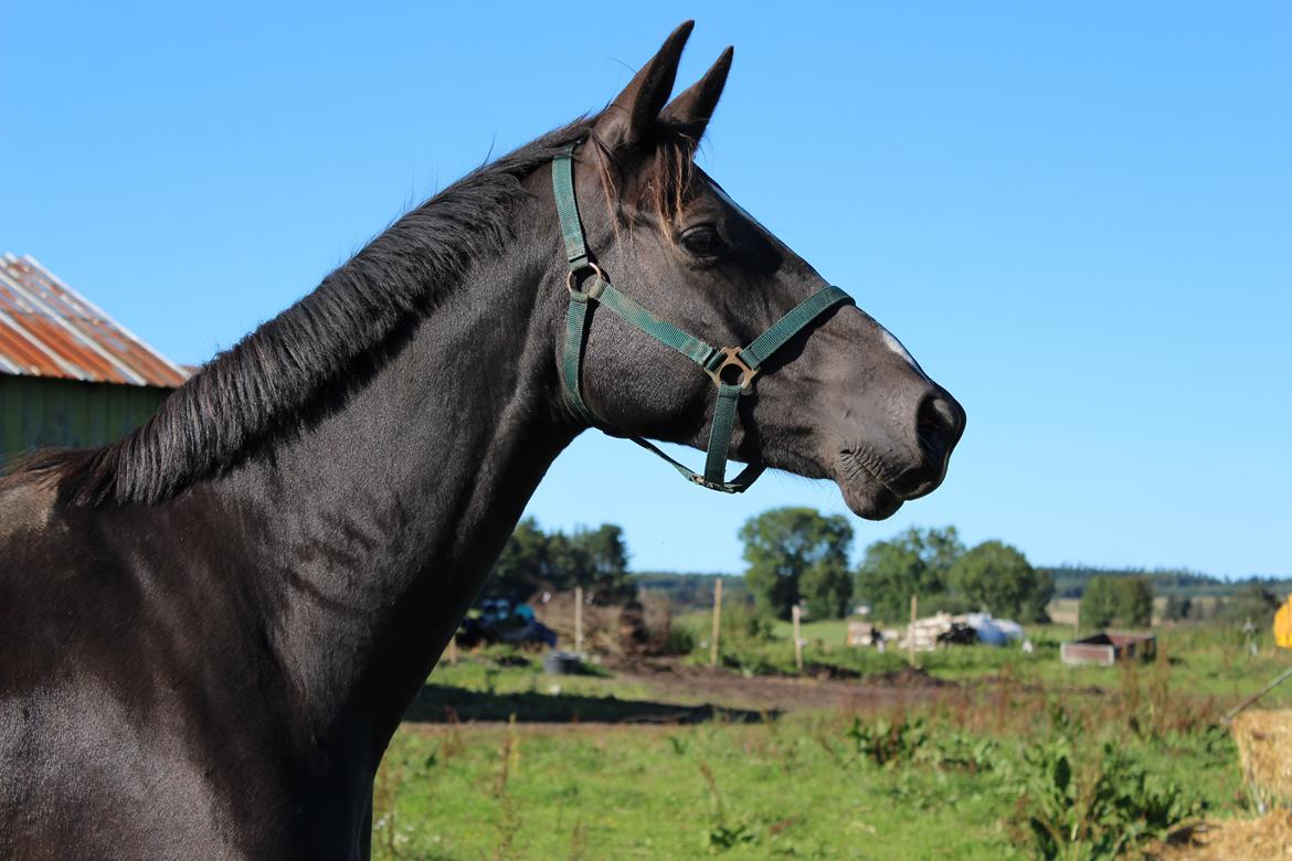 Dansk Varmblod Søballegårds prinz unique billede 12