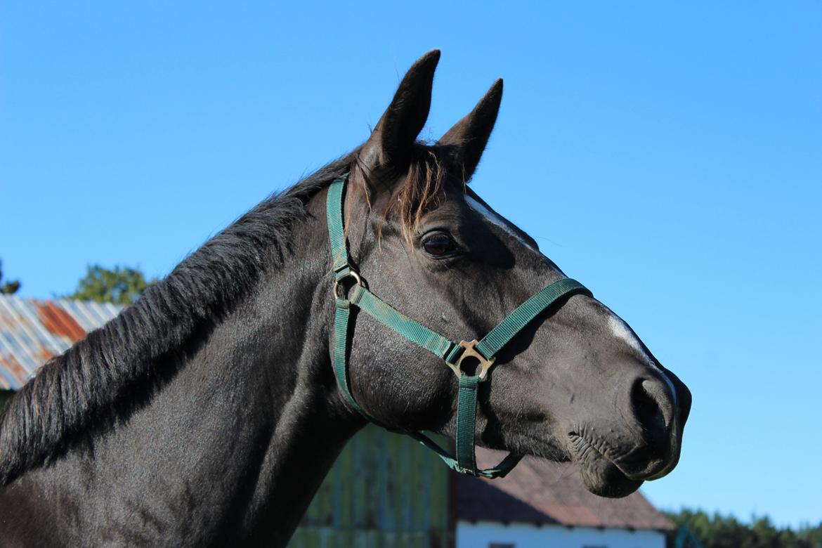 Dansk Varmblod Søballegårds prinz unique billede 13
