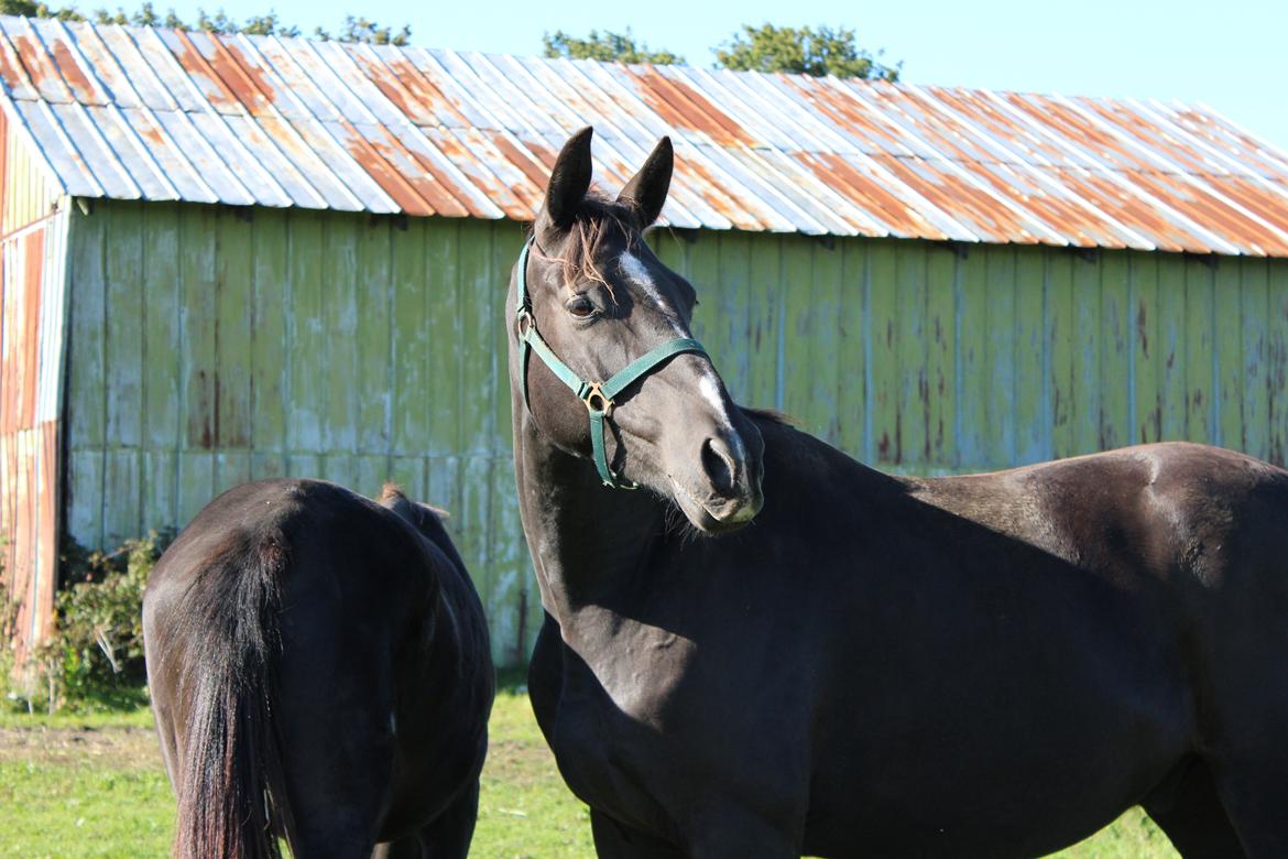 Dansk Varmblod Søballegårds prinz unique billede 14