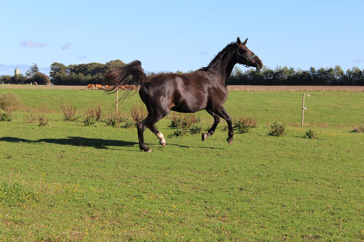 Dansk Varmblod Søballegårds prinz unique billede 21