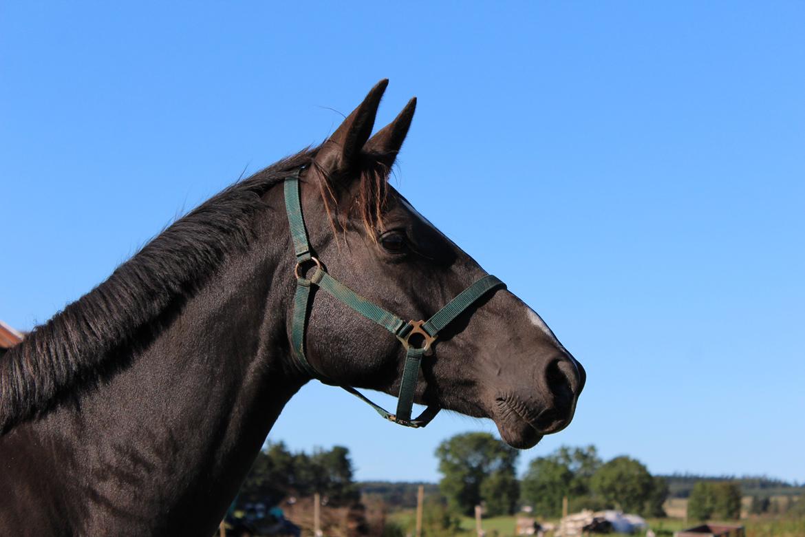 Dansk Varmblod Søballegårds prinz unique billede 11