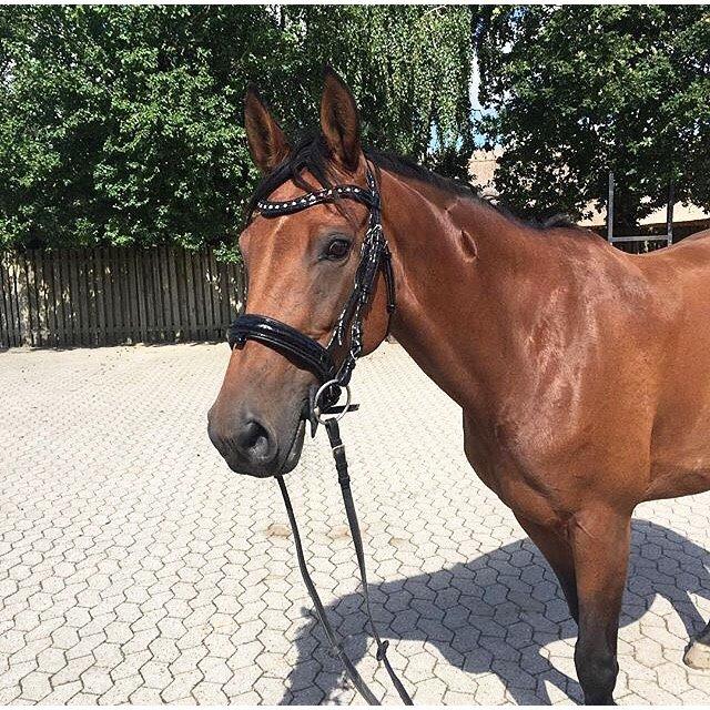 Polsk Varmblod Alvara billede 1