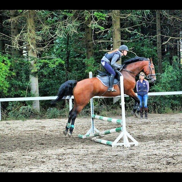 Polsk Varmblod Alvara billede 2