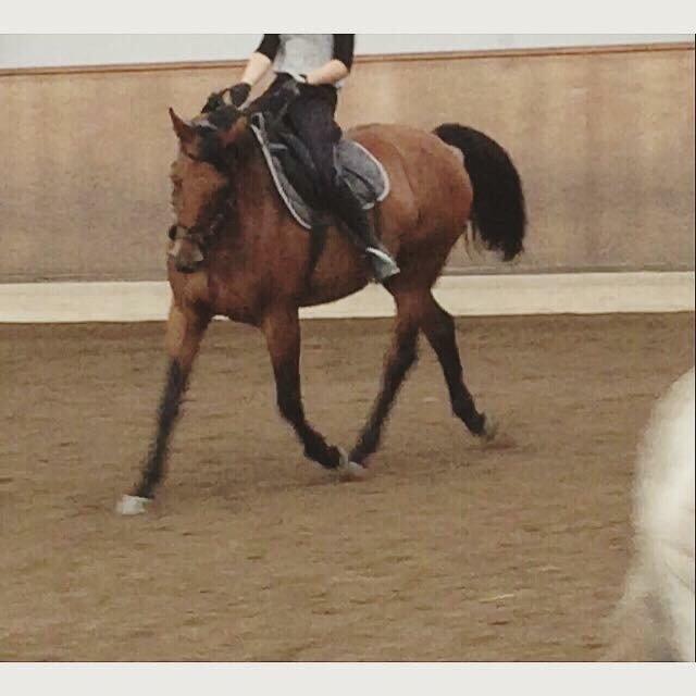 Polsk Varmblod Alvara billede 3