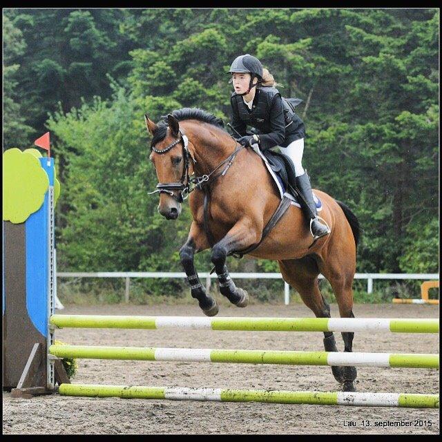 Polsk Varmblod Alvara billede 4