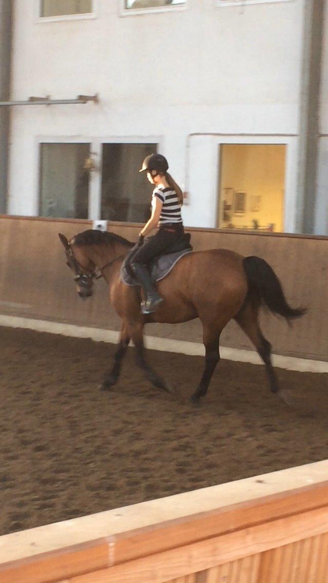 Polsk Varmblod Alvara billede 6