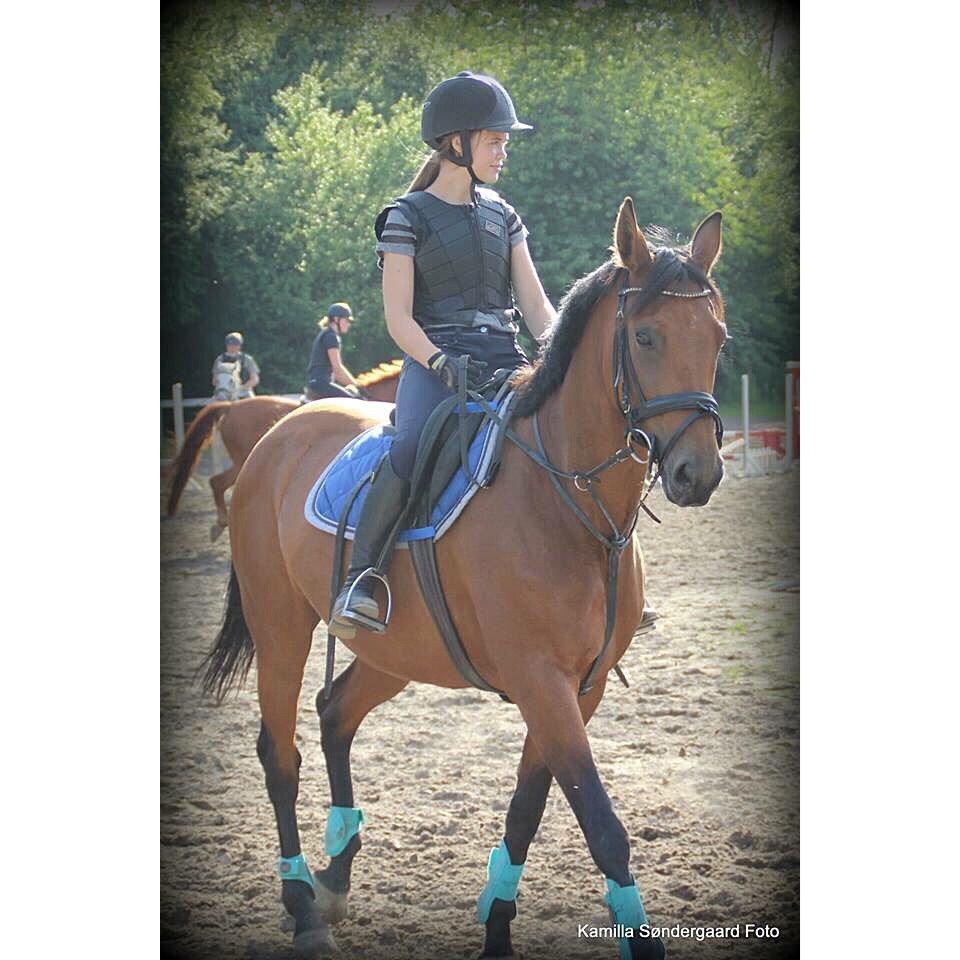 Polsk Varmblod Alvara billede 7