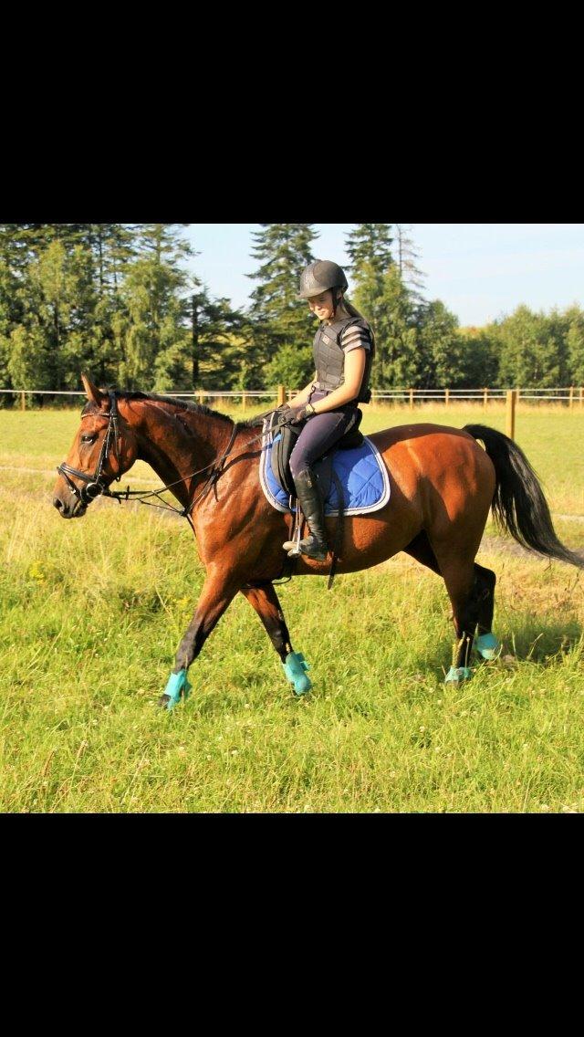 Polsk Varmblod Alvara billede 8