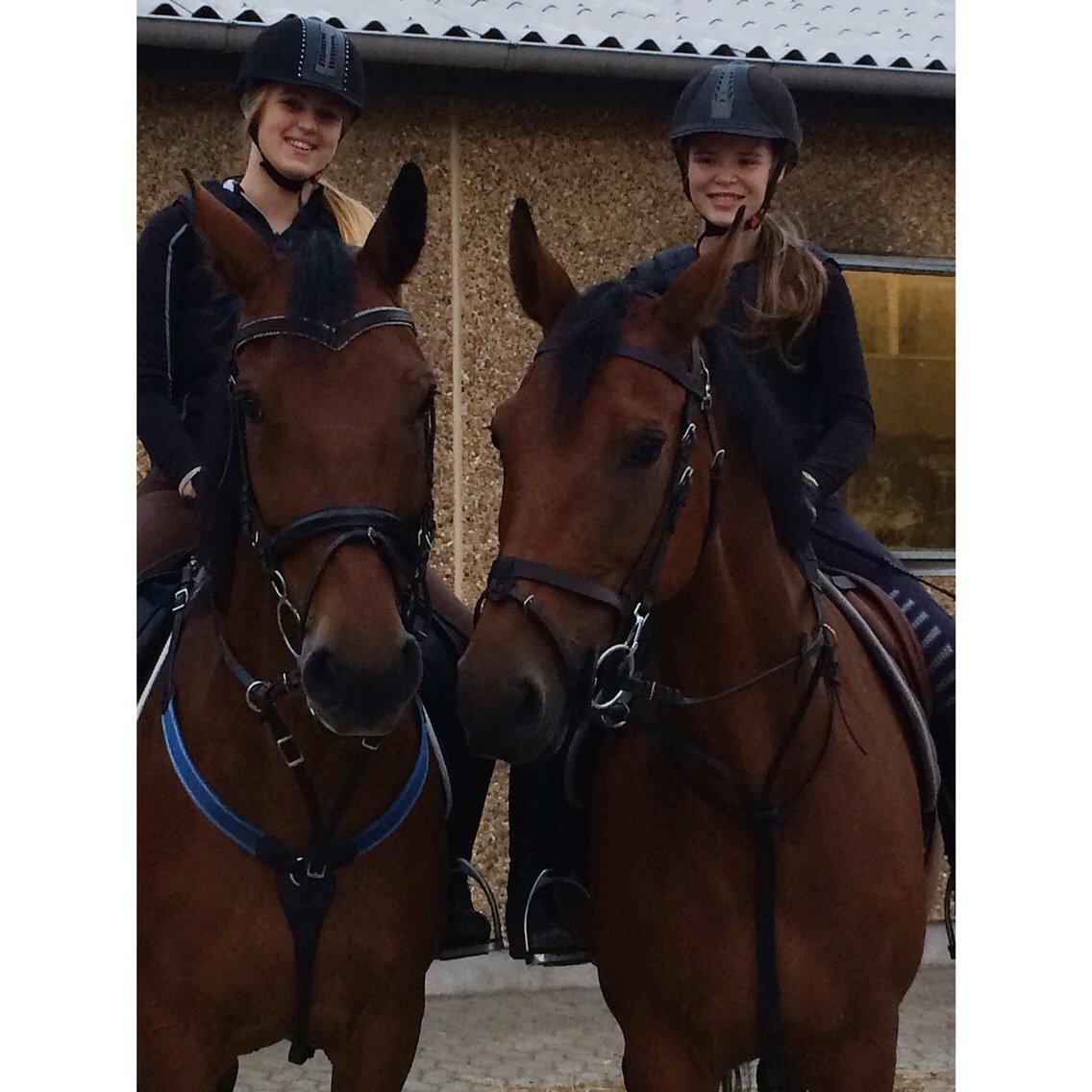 Polsk Varmblod Alvara billede 11