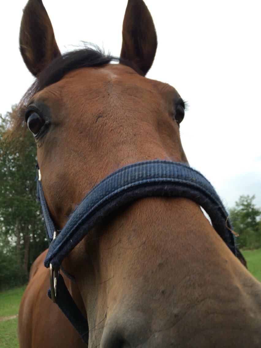 Polsk Varmblod Alvara billede 13