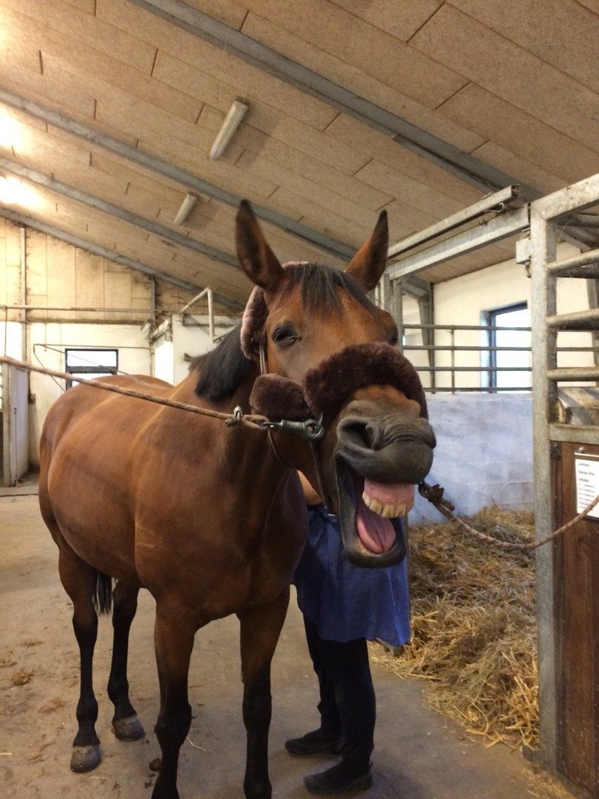 Polsk Varmblod Alvara billede 15